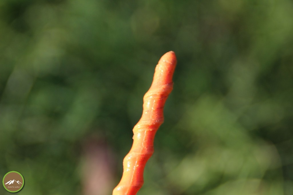 Peggy Peg Schraubheringe Starterkit