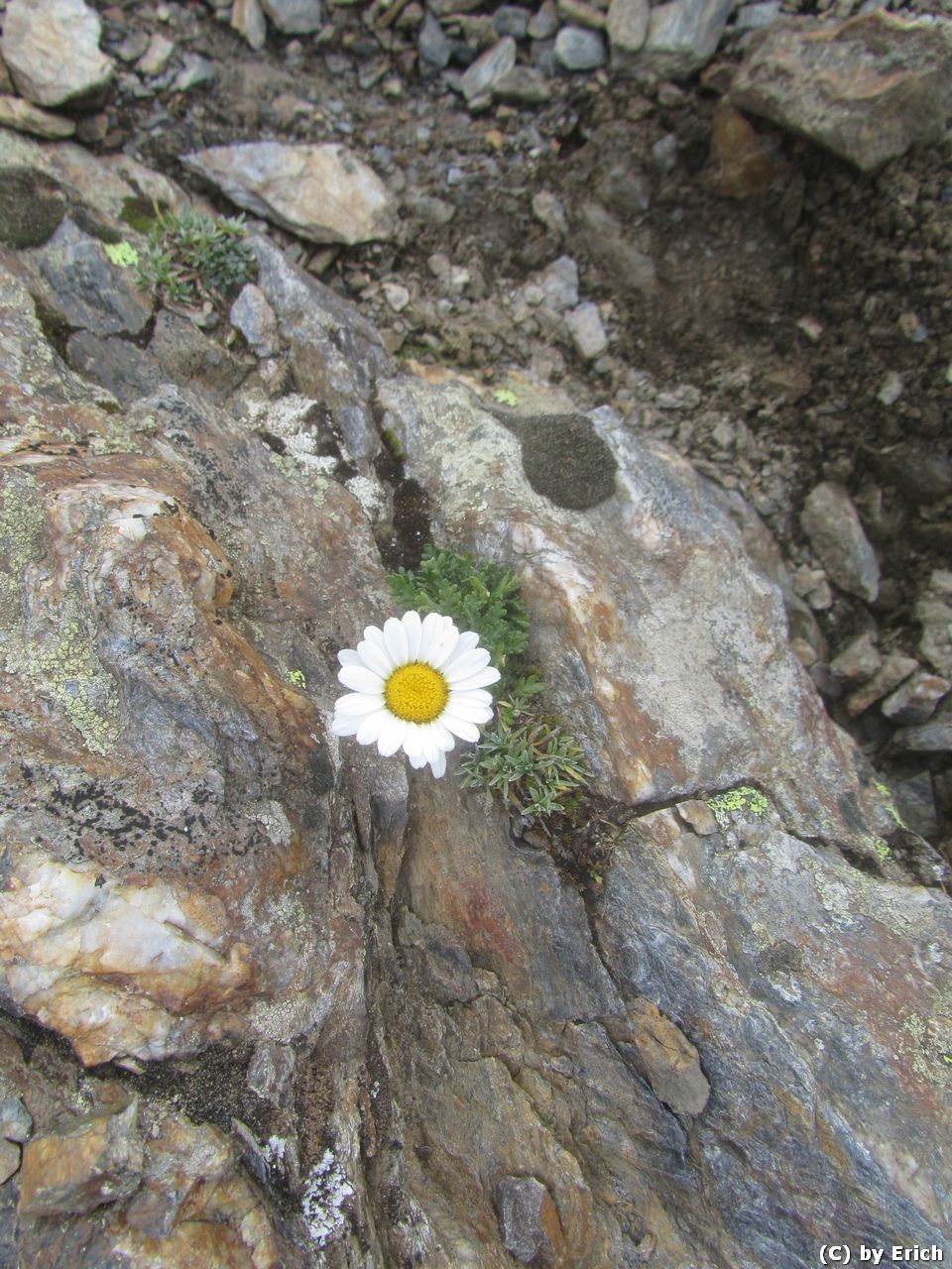 Scharnik, Hohe Tauern, 2657 m - Kärnten 2016