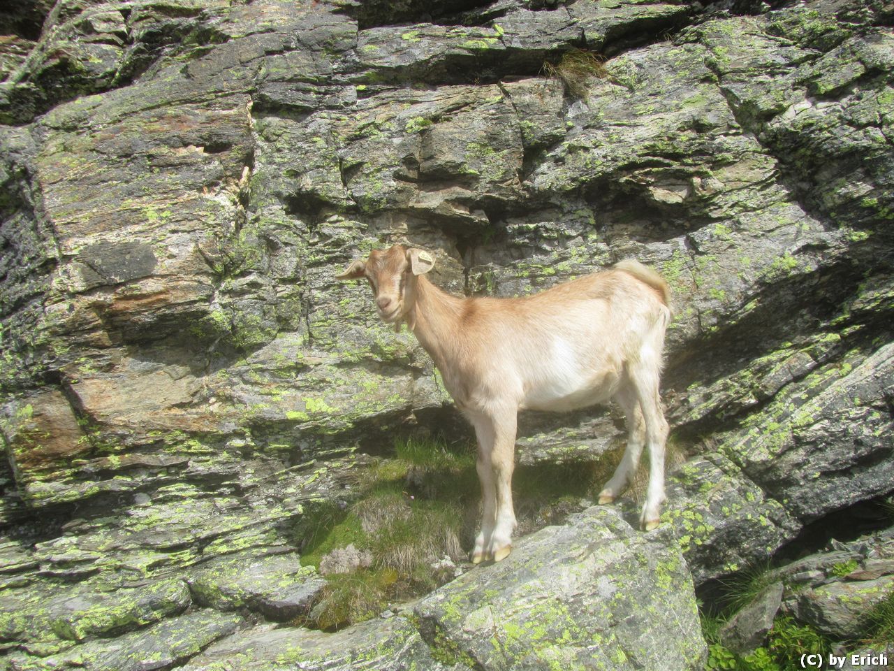 Scharnik, Hohe Tauern, 2657 m - Kärnten 2016
