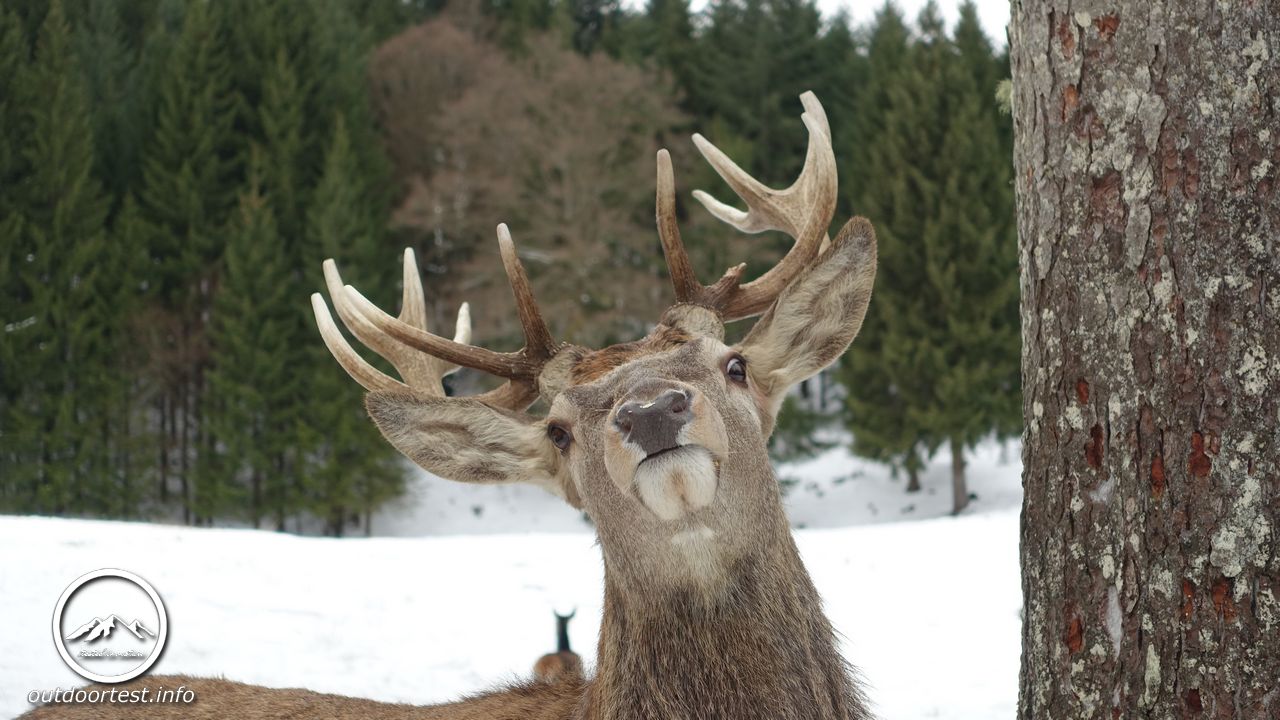 Winterwanderung im Ellbachtal - Schwarzwald