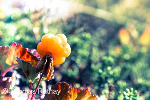 Interview Thomas Rathay - Fotokurs / Outdoorcooking