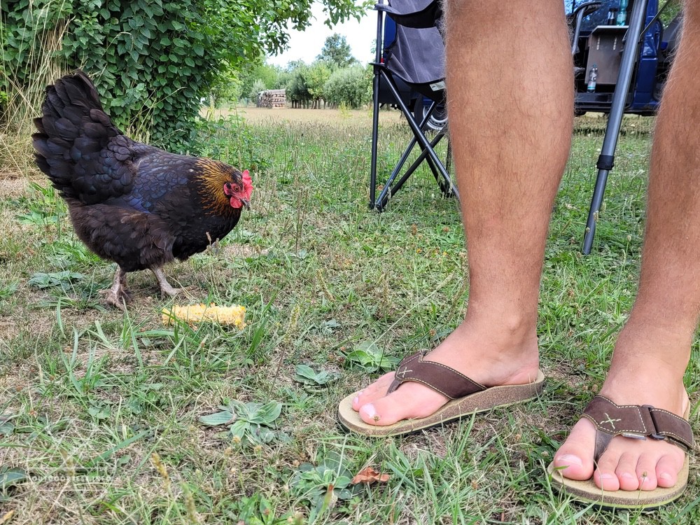 Doghammer Quaxi Kork AD | Brown-lime Buam