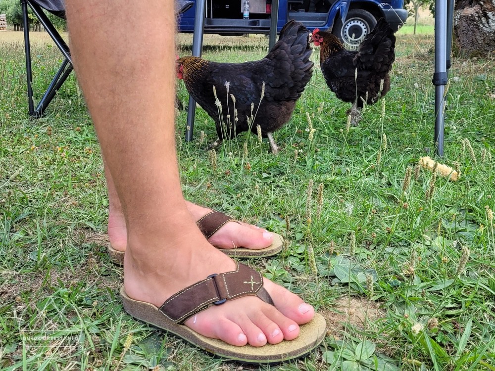 Doghammer Quaxi Kork AD | Brown-lime Buam