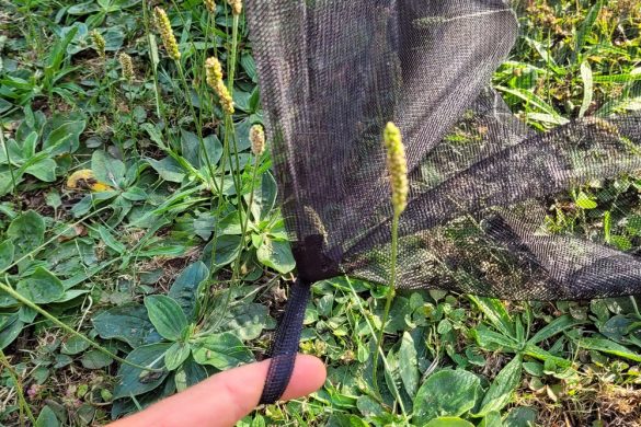 Brettschneider Moskitonetz Lodge Terrazzo