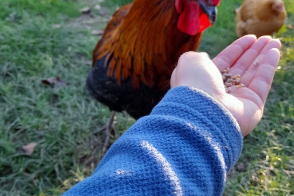 Elkline Say Yes Fleecejacke