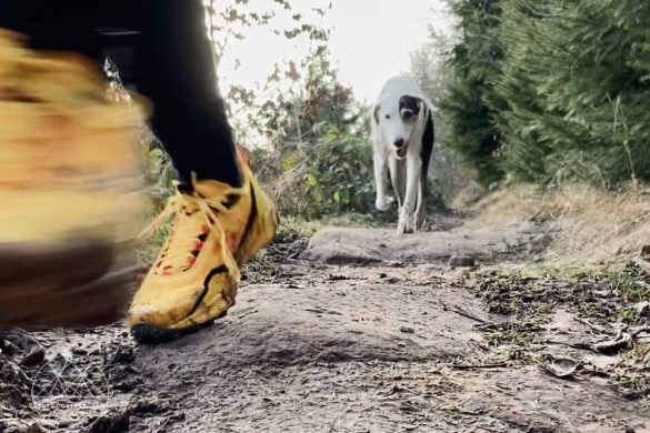 Saucony Peregrine 12 Trailrunningschuhe