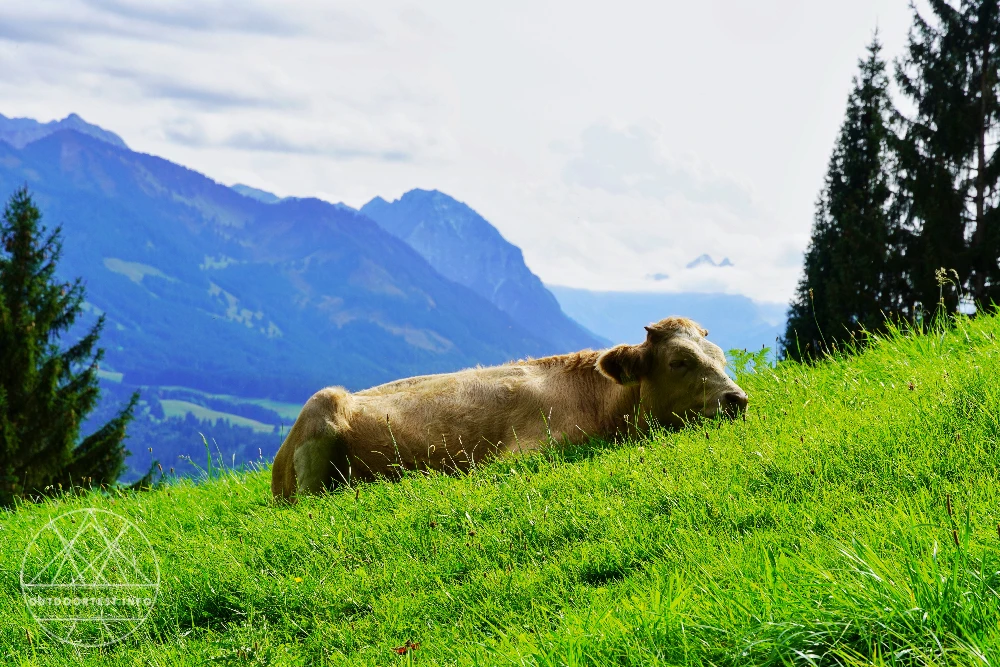Zwischen Gipfelblick und Kaminfeuer: ein Wochenende im Alpzitt Chaletdorf